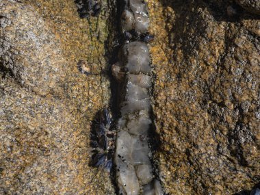Kumsalda kumtaşı kayalıklarında koşan doğal kuvars çizgileri, çatlaklarda midyeler..