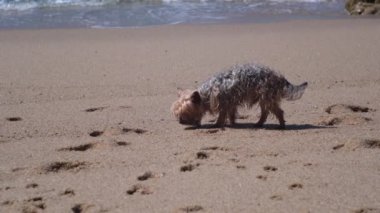 Küçük Yorkshire Terrier köpeği, kumsalda ağır çekimde kokluyor.