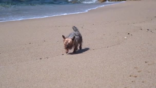 Söt Yorkshire Terrier Hund Med Våt Päls Promenader Längs Stranden — Stockvideo