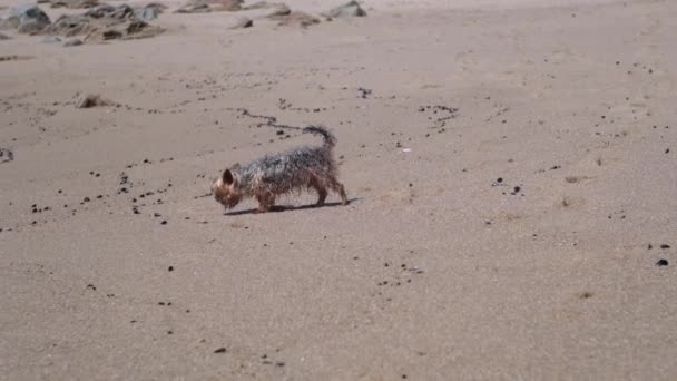 Lindo Perro Yorkshire Terrier Caminando Cámara Lenta Playa — Vídeo de stock