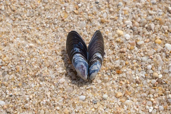 Coquille Moule Deux Moitiés Ouvertes Couchée Sur Une Plage Sable — Photo