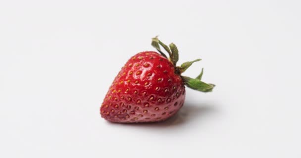 Strawberry Decomposing Rotting Time Lapse Several Days Tiny Insects Mold — Stock Video