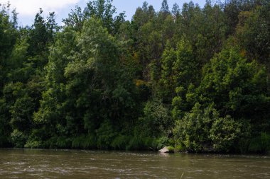 Portekiz 'deki Ave nehrinin kıyısındaki yoğun, yoğun yaprak döken ormanlık..