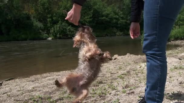 Yorkshire Terrier Hond Spelen Oever Van Rivier Hangend Aan Een — Stockvideo