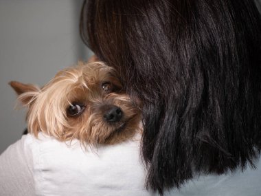 Şirin Yorkshire teriyer köpeği bir kadının omzunda dinleniyor..