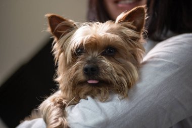 Mutlu Yorkshire Terrier köpekleri bir kadın tarafından tutuluyor. Yüze yakın, yüzeysel alan derinliği.