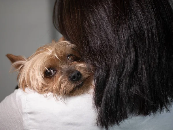 Şirin Yorkshire teriyer köpeği bir kadının omzunda dinleniyor..