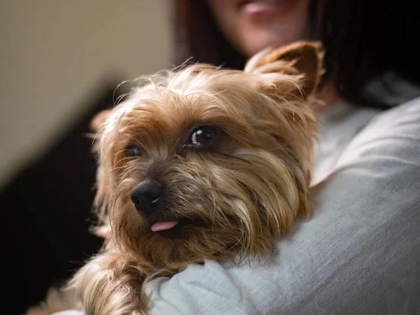 Yaramaz Yorkshire Teriyeri köpeği bir kadının kollarında kameraya yan bakıyor..