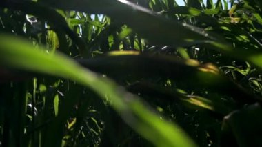 Mısır tarlasında yazın mısır yetişiyor. Yavaş çekim, yerden göğe doğru yükselen kaidesel çekim.