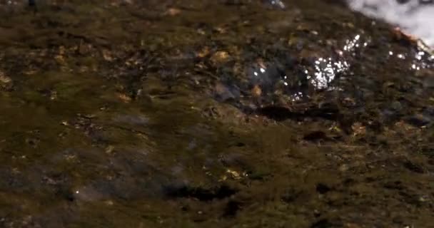 Limpar Fluxo Água Doce Limpo Close Deslizante Tiro Dolly Direita — Vídeo de Stock