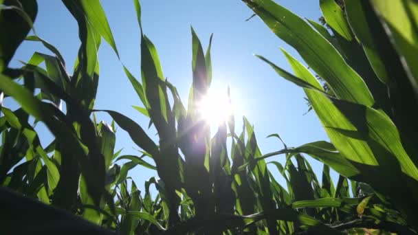 Сонце Світить Над Кукурудзою Кукурудзяному Полі Дме Вітерцем Яскравий Літній — стокове відео