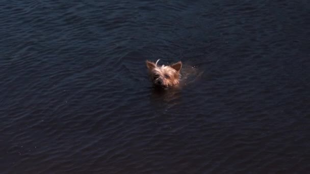 夏にはヨークシャー テリアの犬が川で泳いでいます スローモーション — ストック動画
