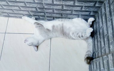 Evin zemininde uyuyan sevimli bir kedinin resmi.