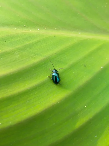 Escarabajos Verdes Las Hojas — Foto de Stock