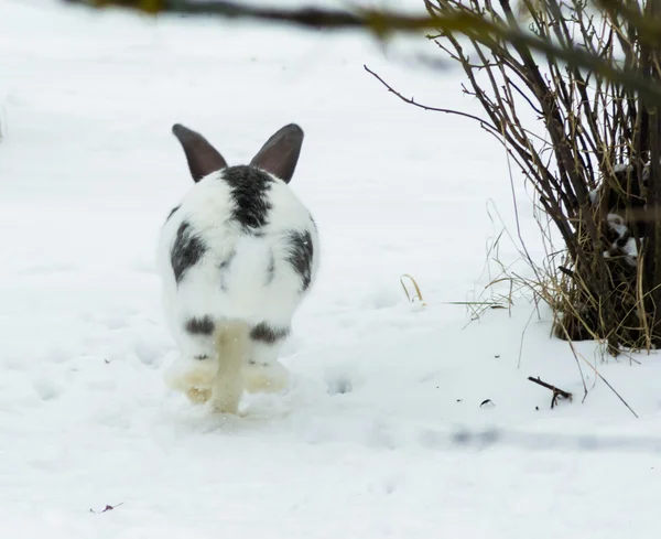 Tiere Haustiere Säugetier Kaninchen — Stockfoto