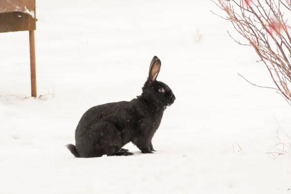 Animals pets mammal rabbit — Stock Photo, Image