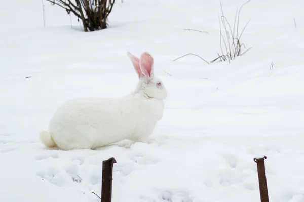 Zvířata domácí zvířata savec králík — Stock fotografie
