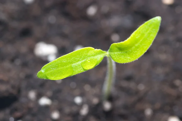 Hoja pequeña verde — Foto de Stock