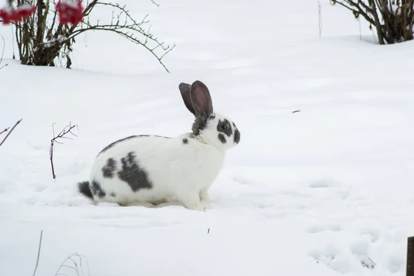 动物宠物哺乳动物兔子 — 图库照片