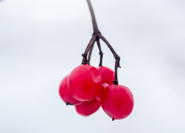 Kış berry kırmızı