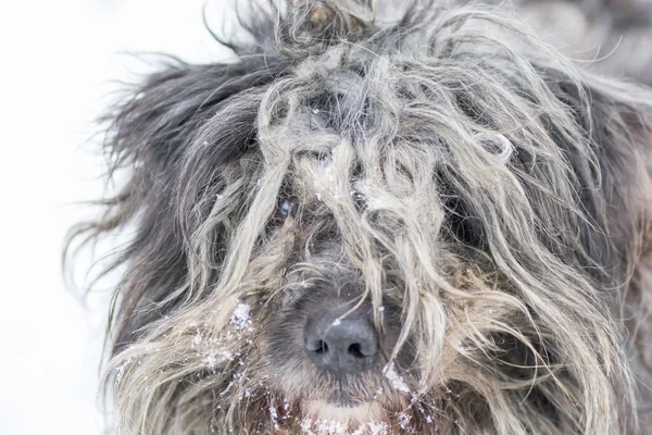 Perro blanco anima —  Fotos de Stock