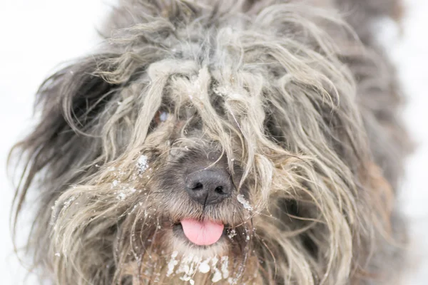 Perro blanco anima —  Fotos de Stock