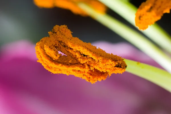 Lily stamen fechar — Fotografia de Stock