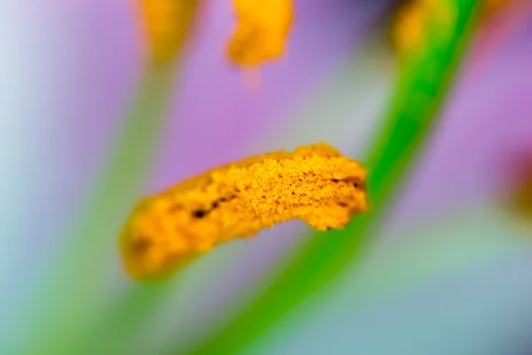 Lily stamen fechar — Fotografia de Stock