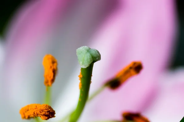 Lilienhähnchen schließen — Stockfoto