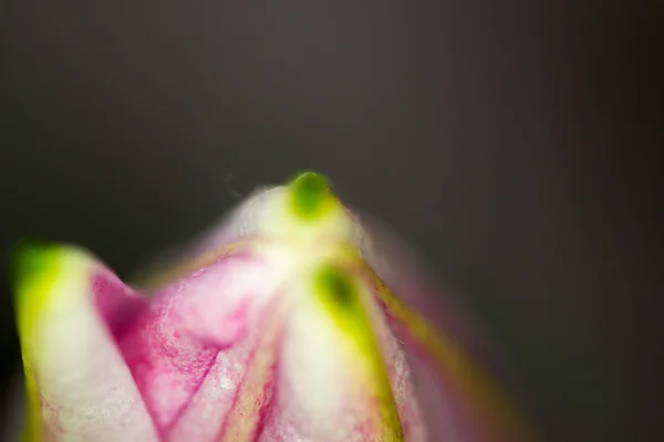 Lily ercik yakın — Stok fotoğraf