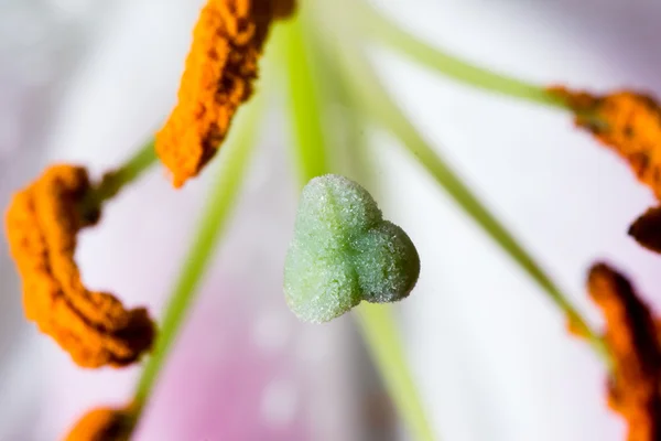 Lily stamen close — Stock Photo, Image