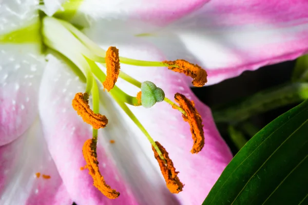 Lilienhähnchen schließen — Stockfoto