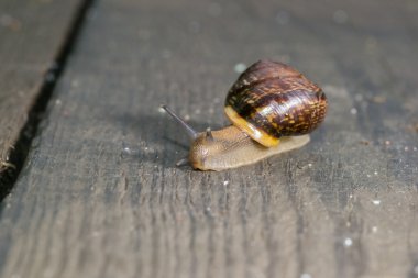 salyangoz içinde belgili tanımlık geçmiş