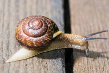 salyangoz içinde belgili tanımlık geçmiş