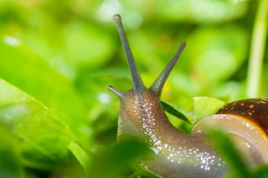 salyangoz içinde belgili tanımlık geçmiş
