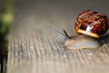 salyangoz içinde belgili tanımlık geçmiş