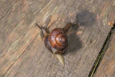 salyangoz içinde belgili tanımlık geçmiş