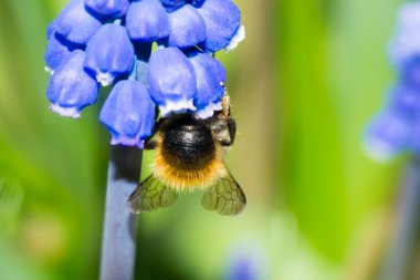 arı çiçek tozlaşma
