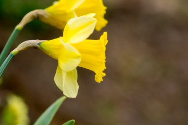 küçük çiçek çiçekler