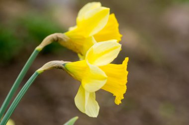 küçük çiçek çiçekler