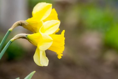 küçük çiçek çiçekler