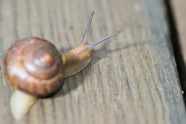 El caracol en el fondo — Foto de Stock