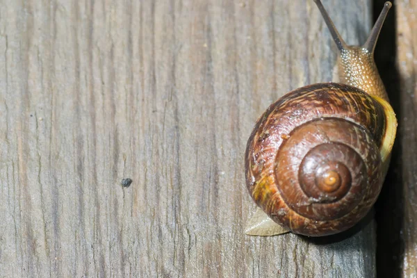 El caracol en el fondo —  Fotos de Stock