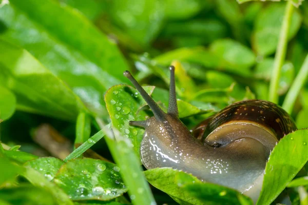 Die Schnecke im Hintergrund — Stockfoto