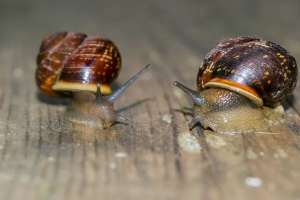 El caracol en el fondo — Foto de Stock