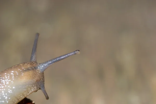 El caracol en el fondo — Foto de Stock