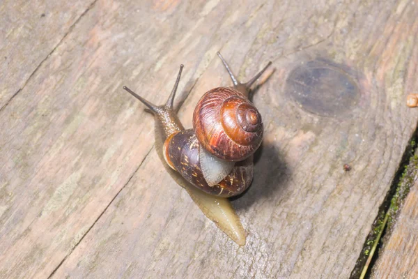 El caracol en el fondo — Foto de Stock