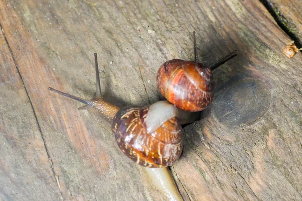 El caracol en el fondo — Foto de Stock