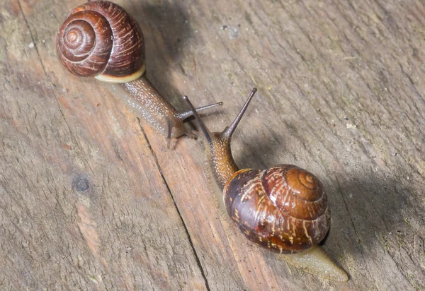 De slak in de achtergrond — Stockfoto