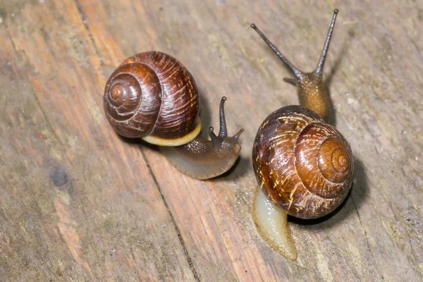 El caracol en el fondo — Foto de Stock